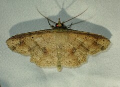 Erebostrota stenelea