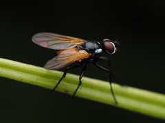 Huttonobesseria verecunda