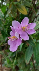 Melastoma malabathricum