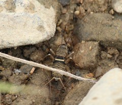 Teleogryllus mitratus