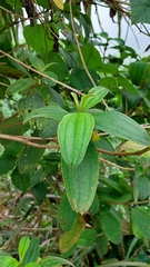 Melastoma malabathricum