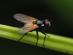 Huttonobesseria verecunda