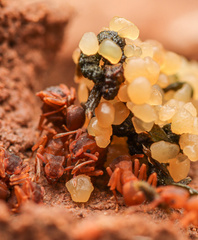 Cyphomyrmex flavidus