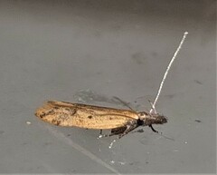 Dichomeris acuminatus