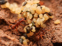 Cyphomyrmex flavidus