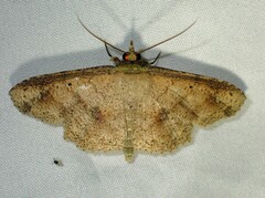 Erebostrota stenelea