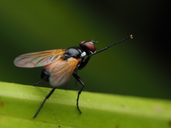 Huttonobesseria verecunda