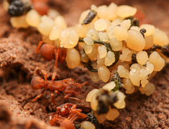 Cyphomyrmex flavidus