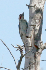 Campethera bennettii