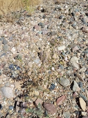 Acmispon americanus