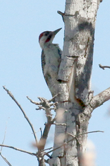 Campethera bennettii