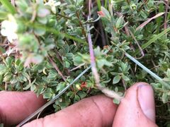 Pimelea spinescens spinescens