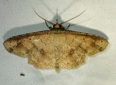 Erebostrota stenelea