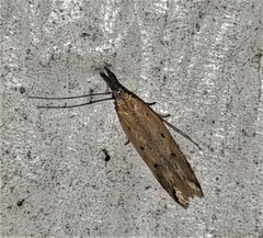 Dichomeris acuminatus