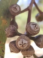 Eucalyptus punctata