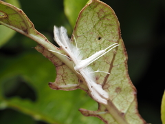Pterophorus monospilalis