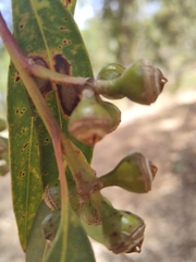 Eucalyptus punctata