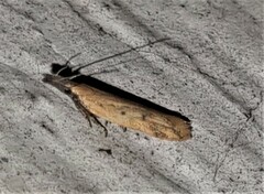 Dichomeris acuminatus