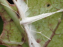 Pterophorus monospilalis