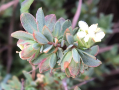 Pimelea spinescens spinescens
