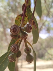 Eucalyptus punctata