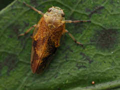 Pseudaphronella jactator