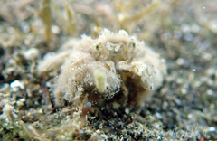 Polydectus cupulifer