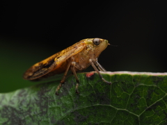 Pseudaphronella jactator