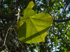 Erythrina variegata