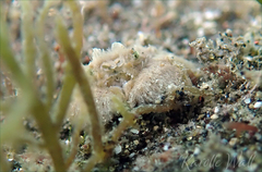 Polydectus cupulifer