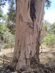 Eucalyptus punctata