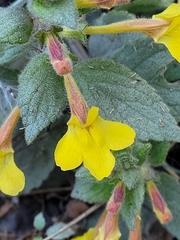 Lindenbergia grandiflora