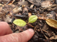 Fraxinus excelsior