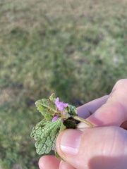 Lamium