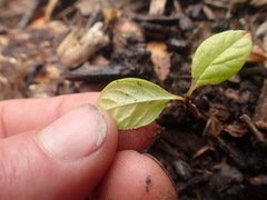 Fraxinus excelsior