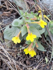 Lindenbergia grandiflora