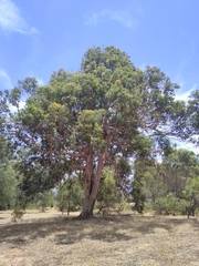 Eucalyptus punctata