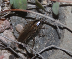 Blattella vaga
