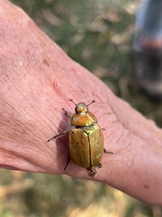 Anoplognathus suturalis
