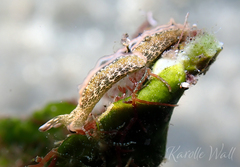 Thuridilla carlsoni