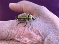 Anoplognathus suturalis