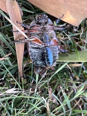 Anoplognathus suturalis