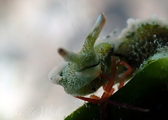 Thuridilla carlsoni