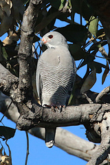 Kaupifalco monogrammicus