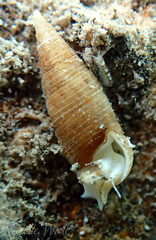 Cerithium nesioticum