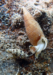Cerithium nesioticum