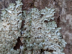 Punctelia missouriensis