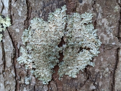 Punctelia missouriensis