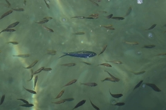 Clupeidae