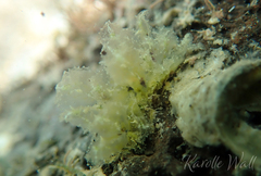 Polybranchia jensenae